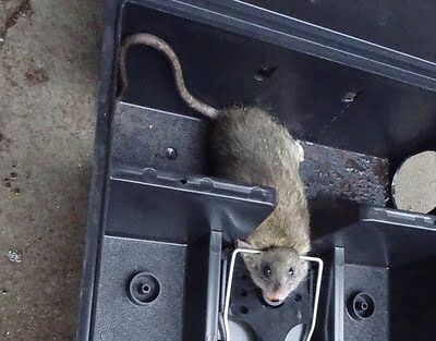 rodent trapping